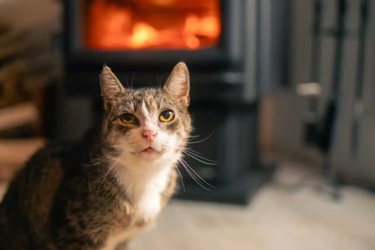 Un chat près d'un poêle à bois.