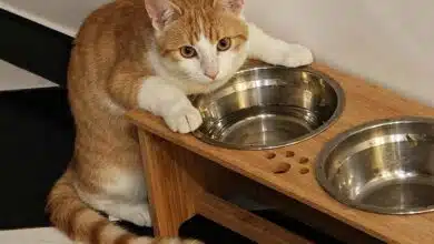 Un chat roux qui s'intéresse à la gamelle d'un chien.