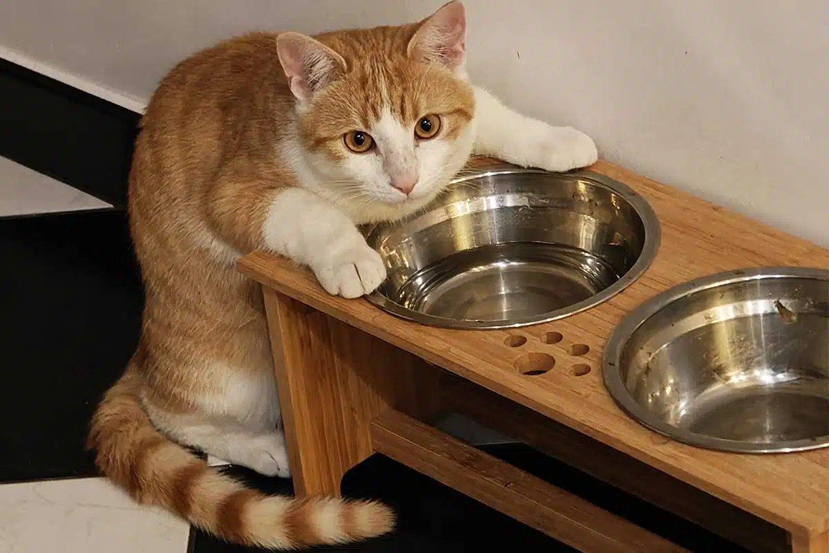 Un chat roux qui s'intéresse à la gamelle d'un chien.