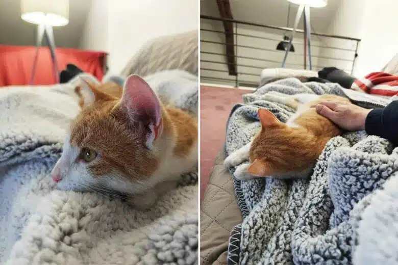 Un chat roux sur le canapé avec son propriétaire.