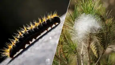 Une chenille processionnaire et un nid.