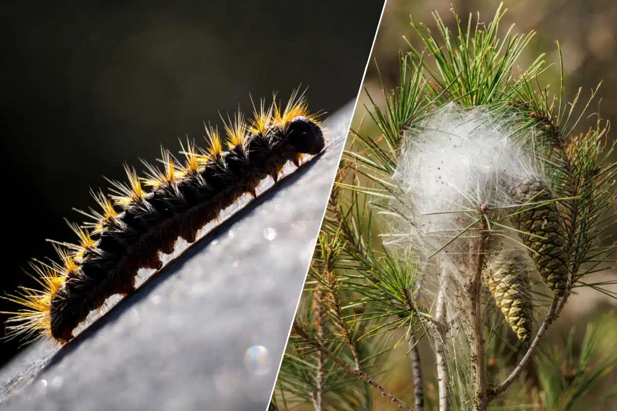 Une chenille processionnaire et un nid.