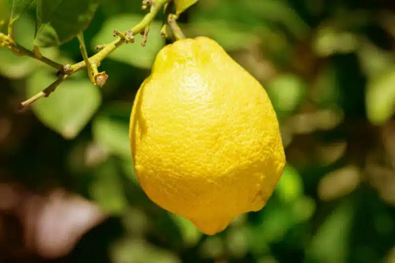 Un citron prêt à être récolté.