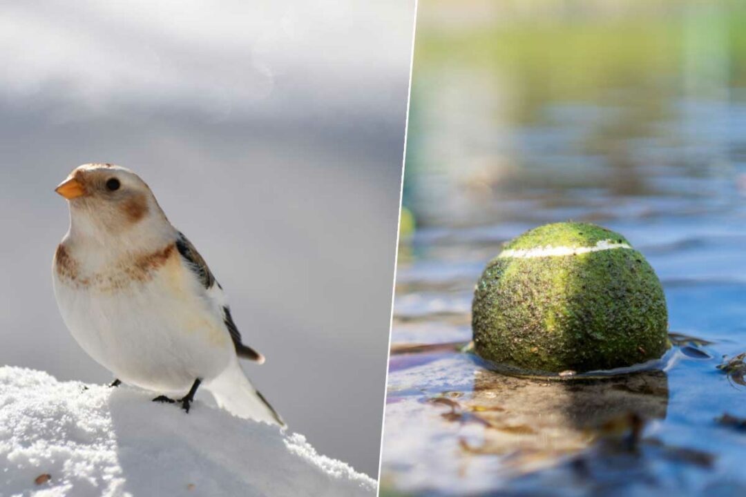 Un oiseau et une balle de tennis.