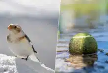 Un oiseau et une balle de tennis.