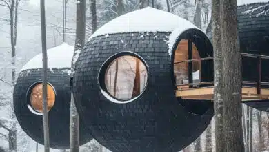 Des cabanes en forme de bulles dans les arbres.