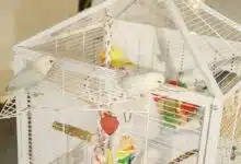 Des oiseaux sur leur cage.