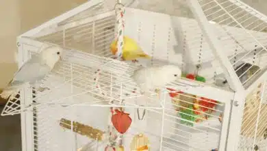 Des oiseaux sur leur cage.