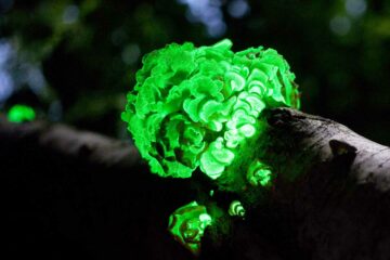 Des champignons bioluminescents.