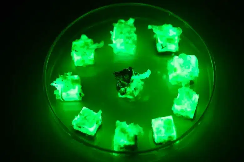 Des cubes de bois bioluminescents lors d'essais en laboratoire.