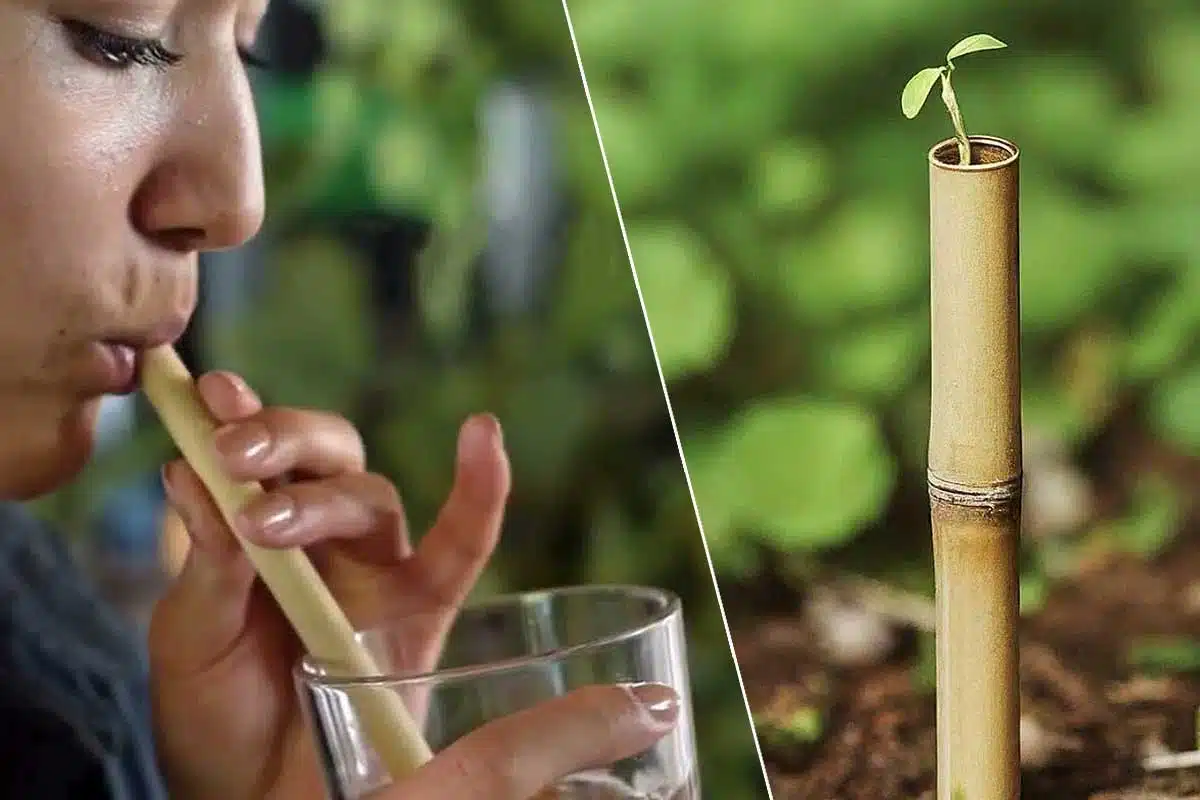 Une paille en bambou avec une plante qui pousse.