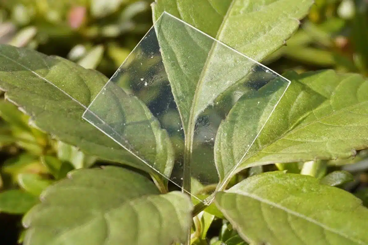 Une fine feuille du plastique biodégradable.