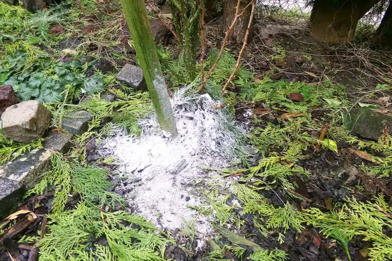 De la cendre dispersée au sol des plantes.