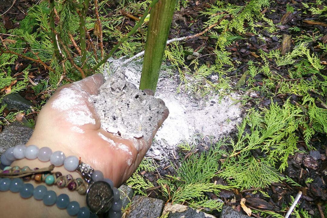 Dépôt de cendre au pied des plantes.