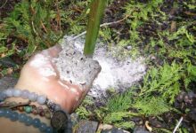 Dépôt de cendre au pied des plantes.