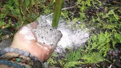 Dépôt de cendre au pied des plantes.