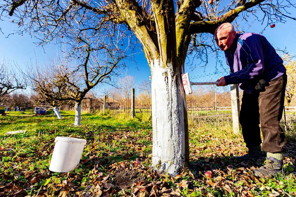 Un homme applique du blanc arboricole sur un arbre.