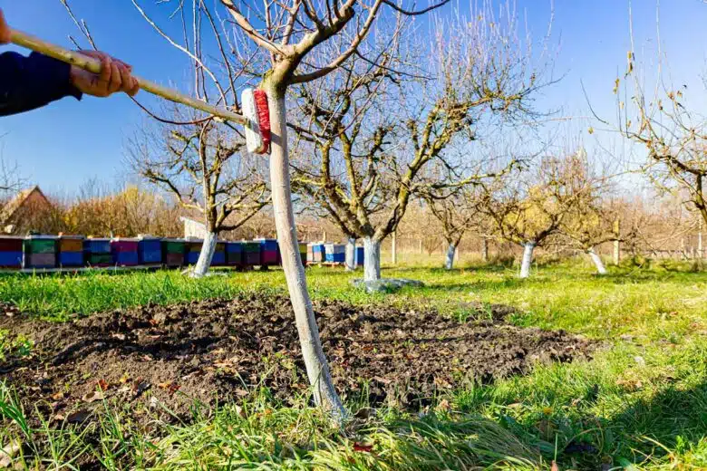 Chaulage d'un jeune arbre fruitier.