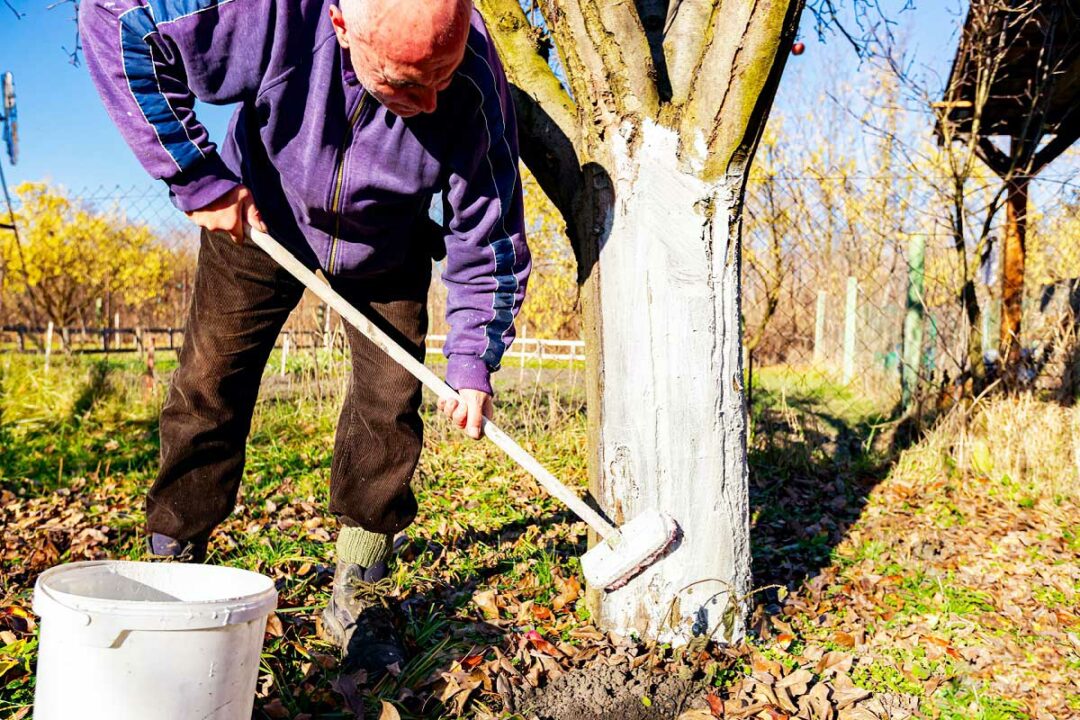 Un homme applique de la chaux sur un tronc d'arbre.