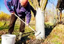 Un homme applique de la chaux sur un tronc d'arbre.