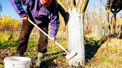 Un homme applique de la chaux sur un tronc d'arbre.