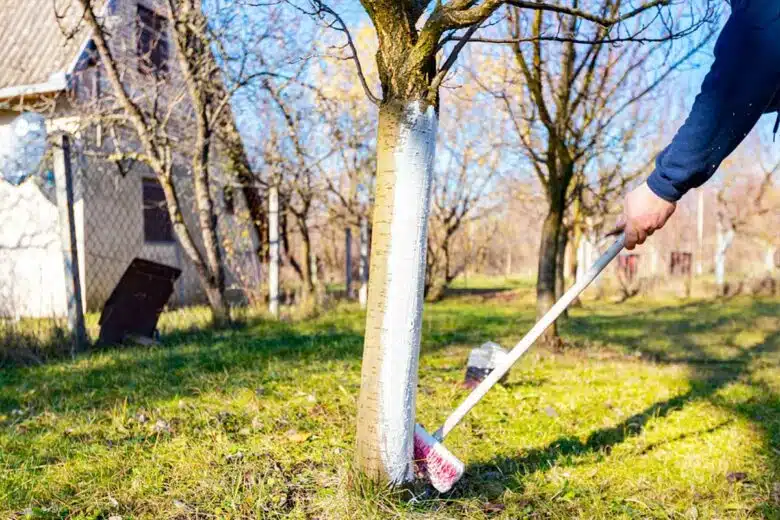 Application de chaux sur un arbre pour le protéger.