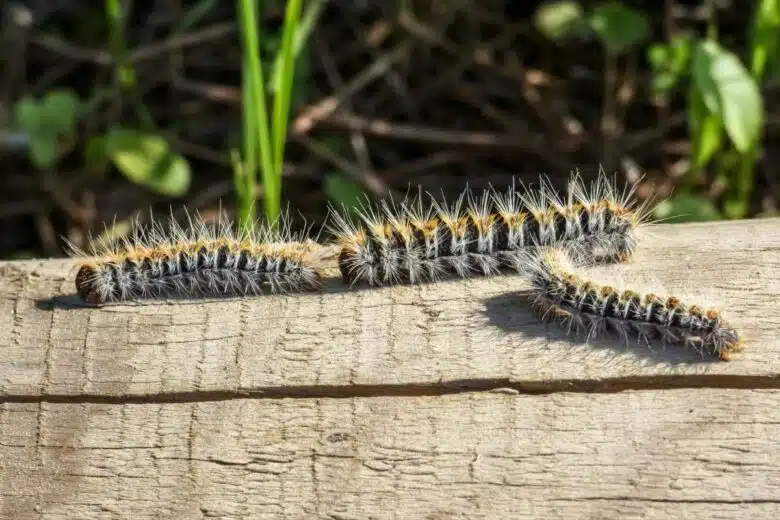 Des chenilles processionnaires se déplacent sur une poutre en bois.