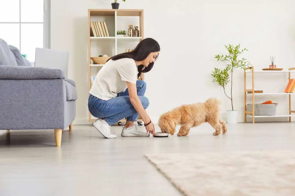 Aliment naturel pour chien : Une alternative saine aux croquettes industrielles