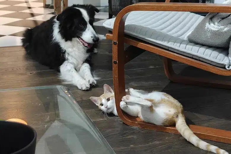 Un chat et un chien qui vivent ensemble.