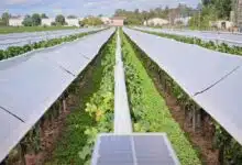 Un système Viti-Tunnel pour protéger les vignes.