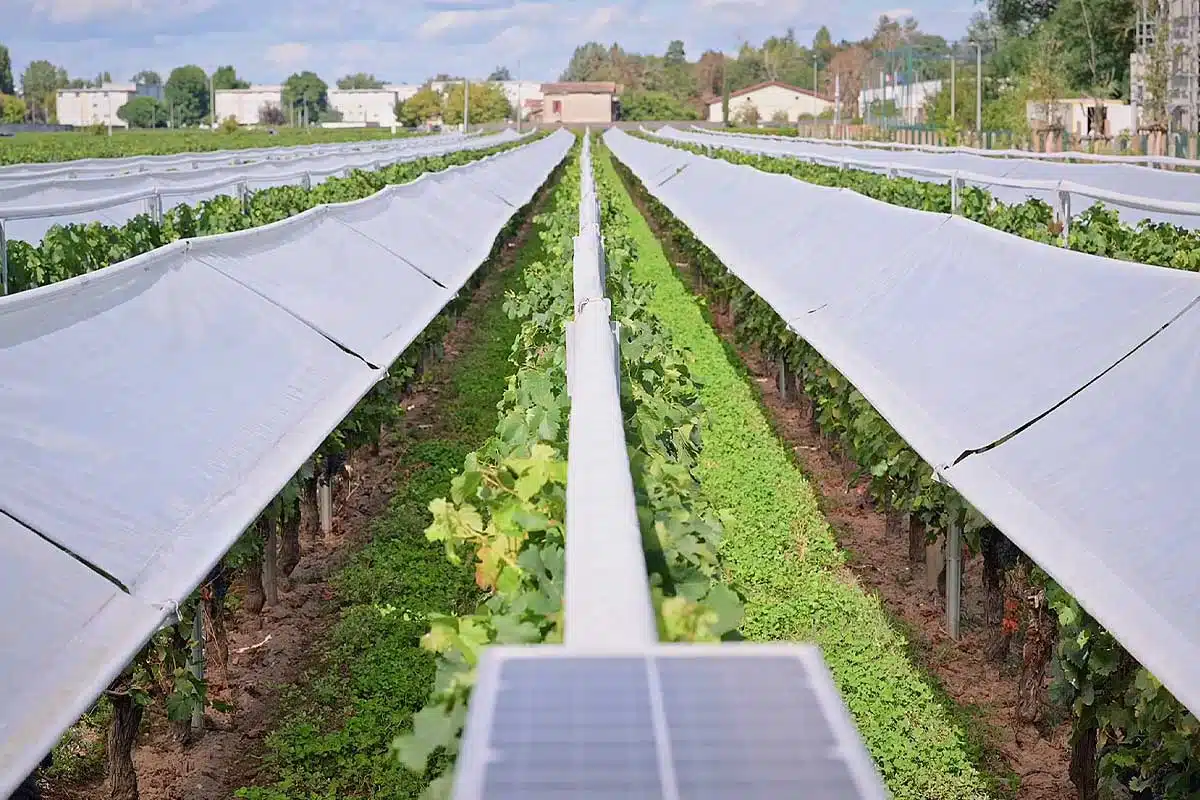 Un système Viti-Tunnel pour protéger les vignes.