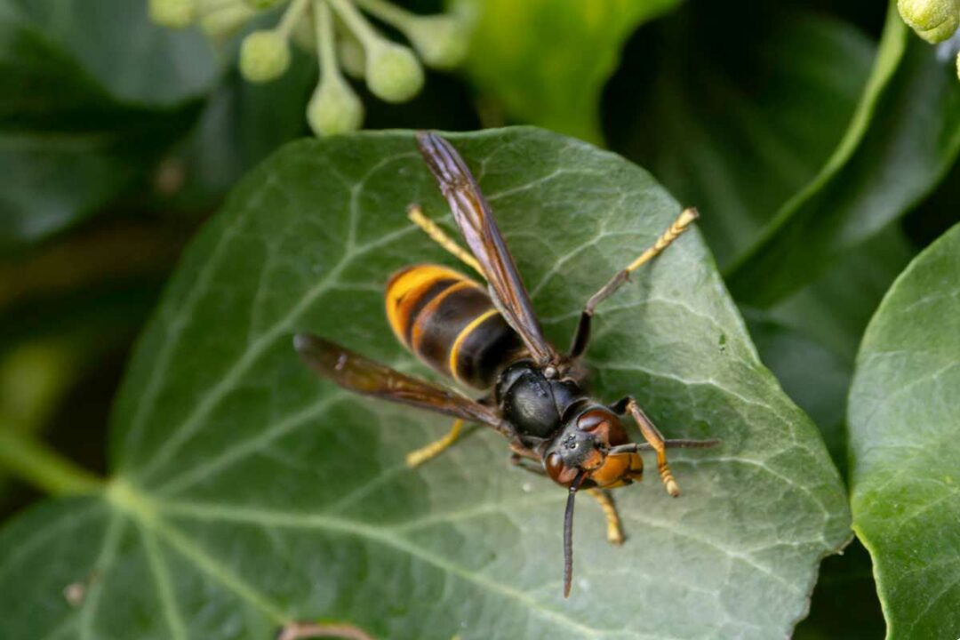 Un frelon asiatique sur une feuille.