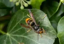 Un frelon asiatique sur une feuille.