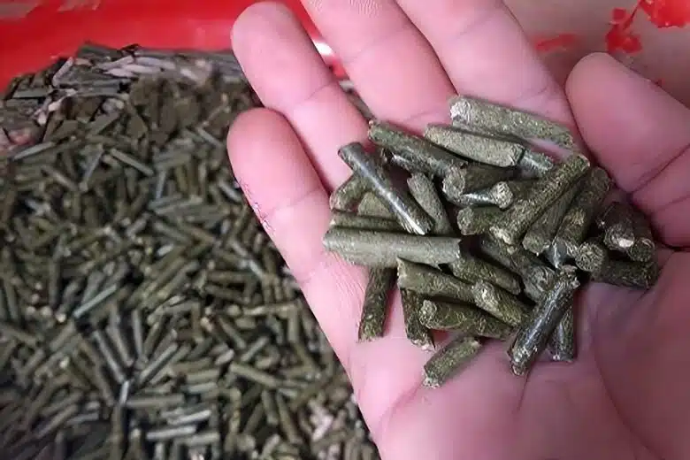 Des pellets fabriqués à partir de déchets d'oliviers.