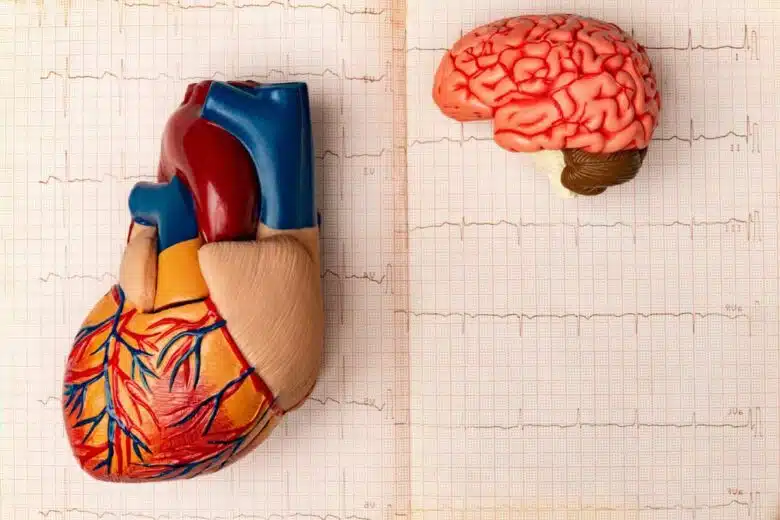 Un cœur et un cerveau sur des graphiques d'électroencéphalogramme.