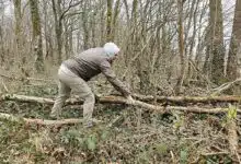 Ramassage de bois en forêt par un particulier.