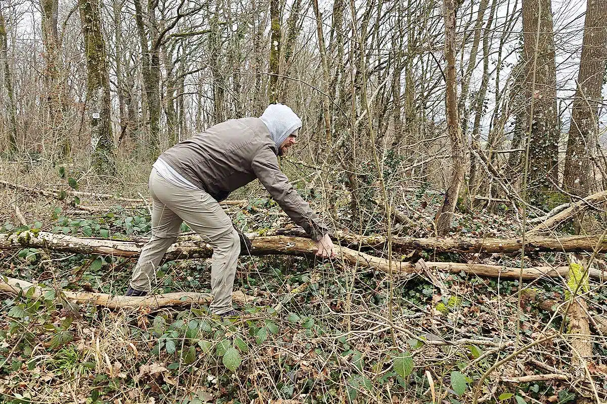 Ramassage de bois en forêt par un particulier.