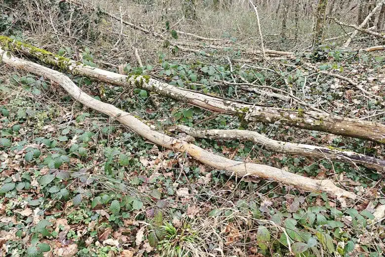 Du bois au sol en forêt.