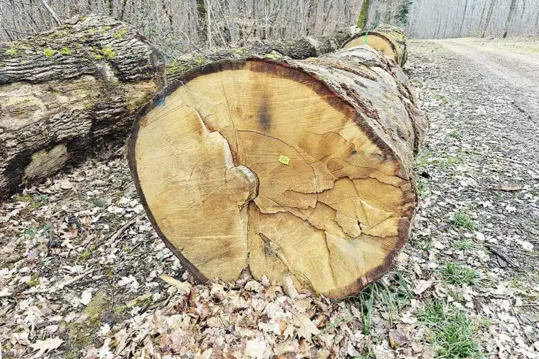 Un tronc d'arbre abattu en forêt.