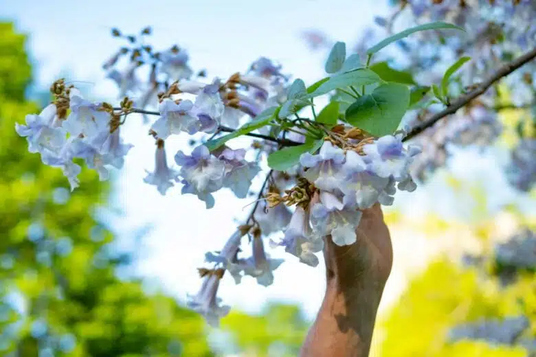 Une branche de Paulownia avec de belles fleurs.