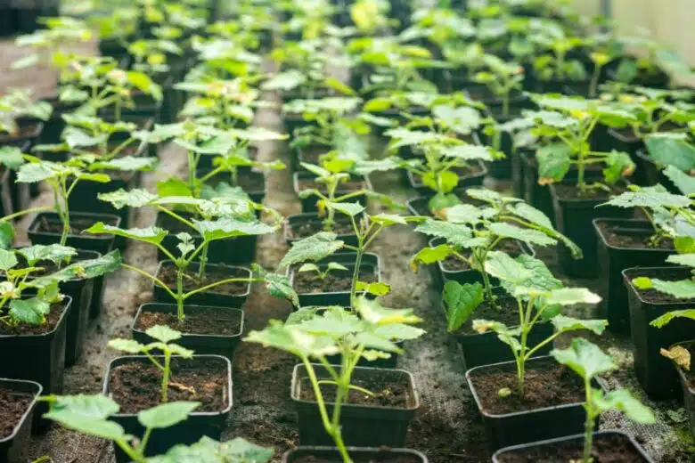 Des boutures de Paulownia pour un élevage industriel.