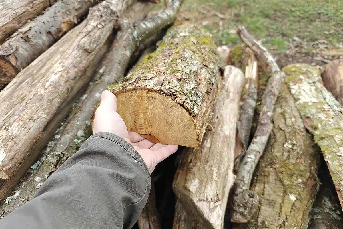 Une buche tenue dans une main.