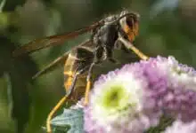 Un frelon asiatique sur une fleur.