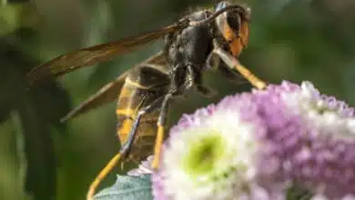 Un frelon asiatique sur une fleur.