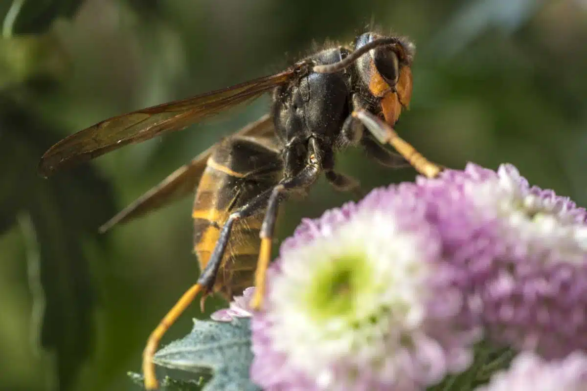 Un frelon asiatique sur une fleur.