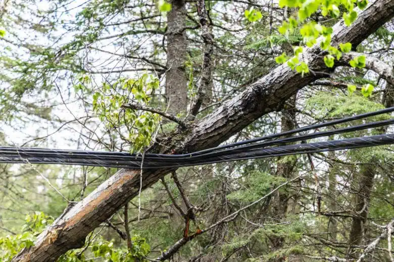 Une branche tombée sur des câbles électriques.