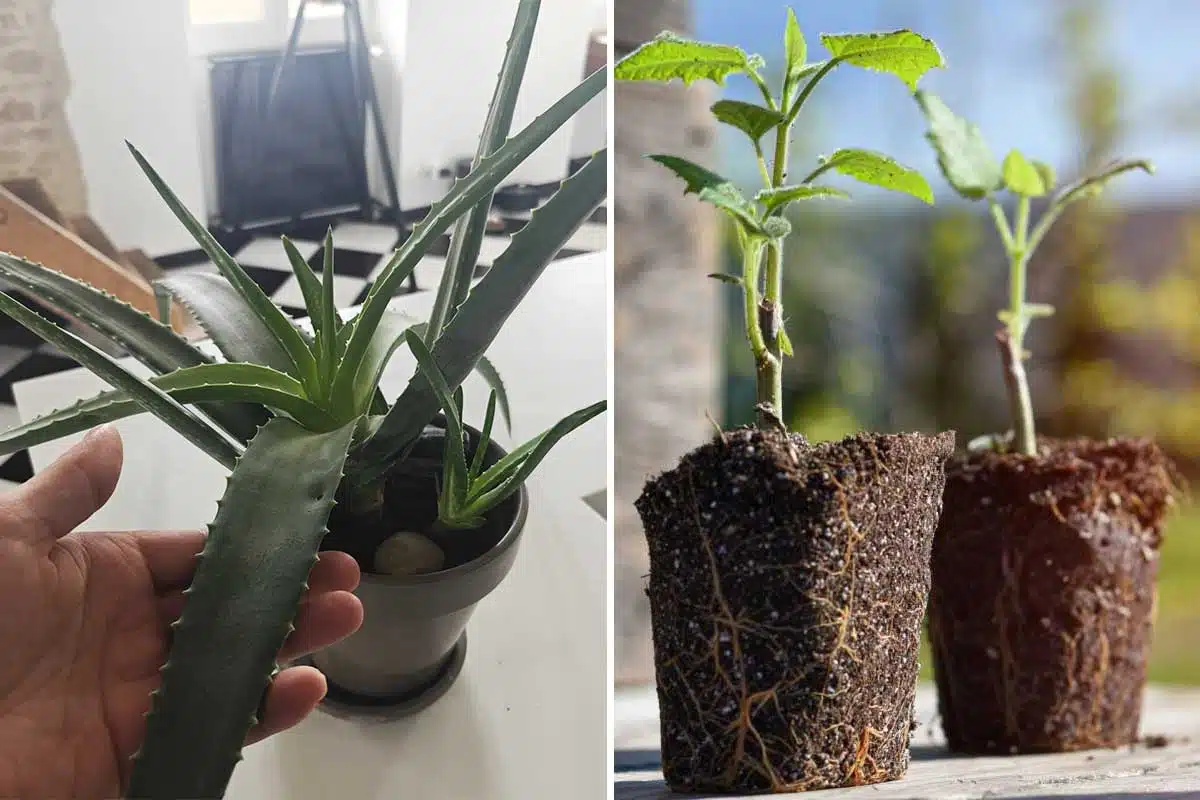 La bouture du Paulownia à base d'Aloe Vera.