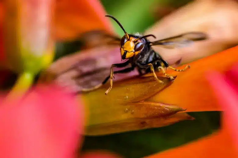 Un frelon asiatique sur une tige de fleur.