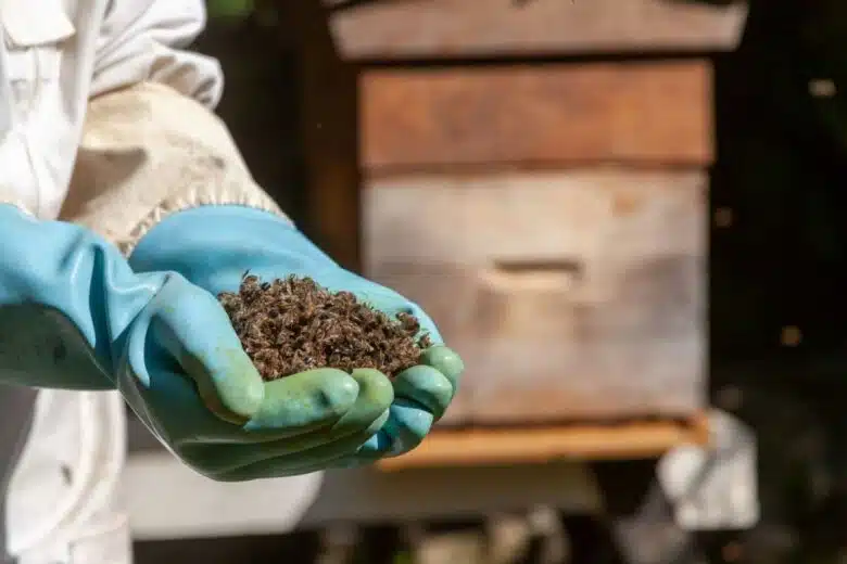 Des abeilles décimées près de la ruche.