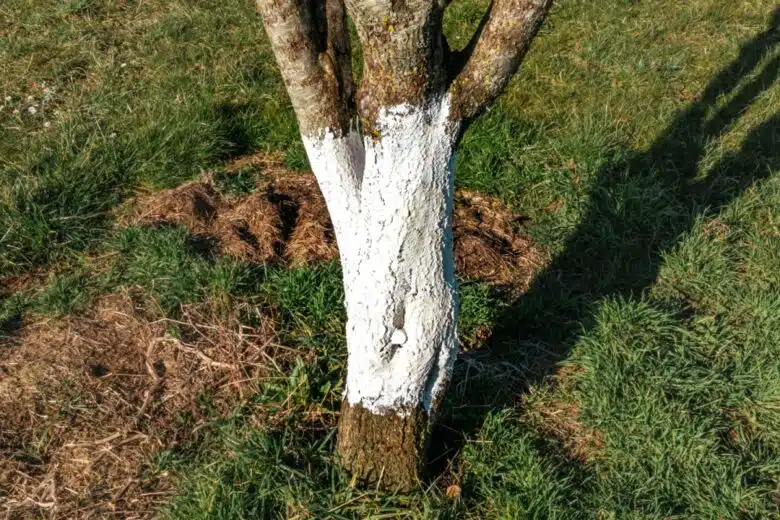 Un tronc d'arbre qui vient d'être recouvert de chaux.